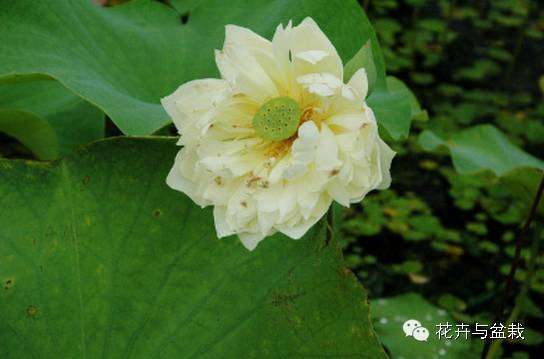 睡莲荷花碗莲水培植物,睡莲荷花的养殖方法和技巧