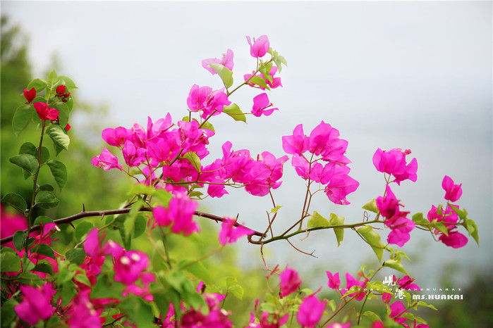 周末越南团进入东兴旅游,节假日去越南旅游怎么样