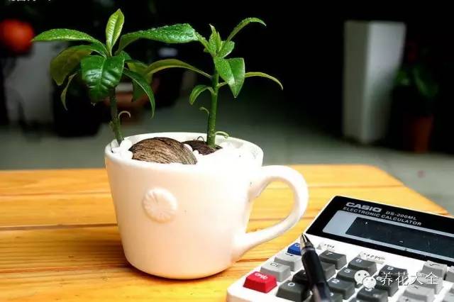 办公室盆栽摆放风水讲究有哪些呢,办公室风水烧水壶放哪个位置最好