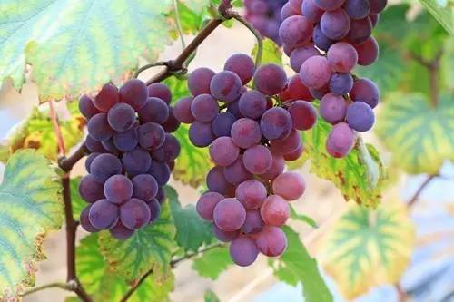 据说，江西人有了这条微信，就能够在韶关打开“仙境之门”！