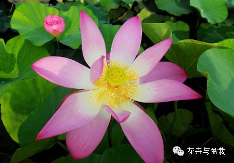 睡莲荷花碗莲水培植物,睡莲荷花的养殖方法和技巧