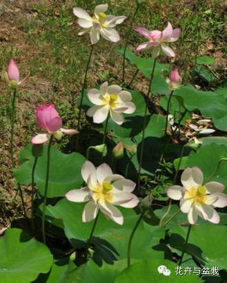 睡莲荷花碗莲水培植物,睡莲荷花的养殖方法和技巧