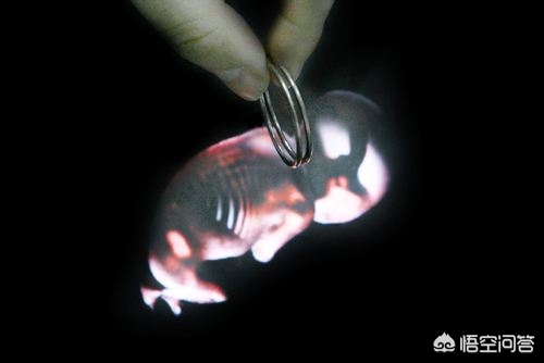 女性上环的好处及坏处,女性结扎和上环的好处及坏处