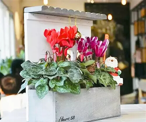 每日一花：花语天真无邪，盛开在寒冬的兔子花之仙客来