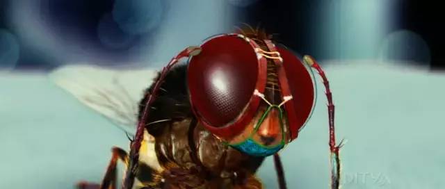 十大印度开挂神片直接看,印度十大开挂神片巴霍巴利王