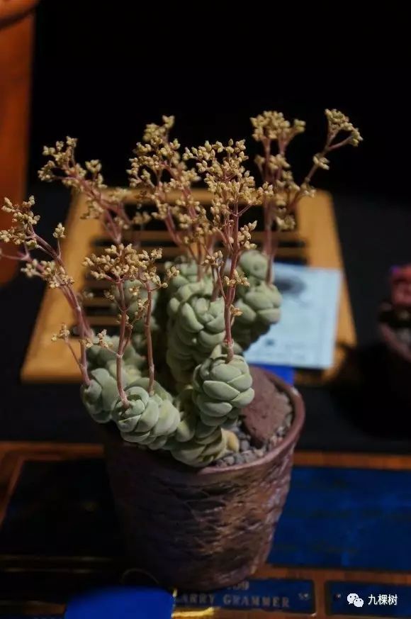 多肉万象最贵的品种,全世界最贵的多肉植物都有哪些