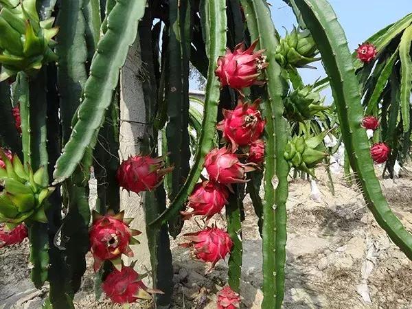 一亩地有回报吗,一亩地收益上万