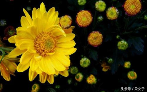 史铁生秋天的怀念结尾戛然而止,史铁生秋天的怀念是什么时候学的