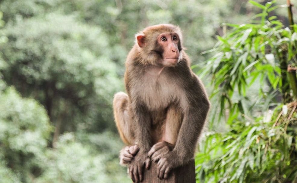 生肖猴初一到三十哪天最好,生肖猴明天需不需要躲春