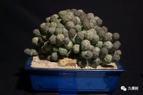 多肉万象最贵的品种,全世界最贵的多肉植物都有哪些