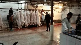 过年了，蒙自的这*猪种**肉千万别买！