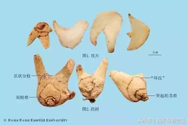 每天学习一点中药小知识,每日认识一味中药教学合集