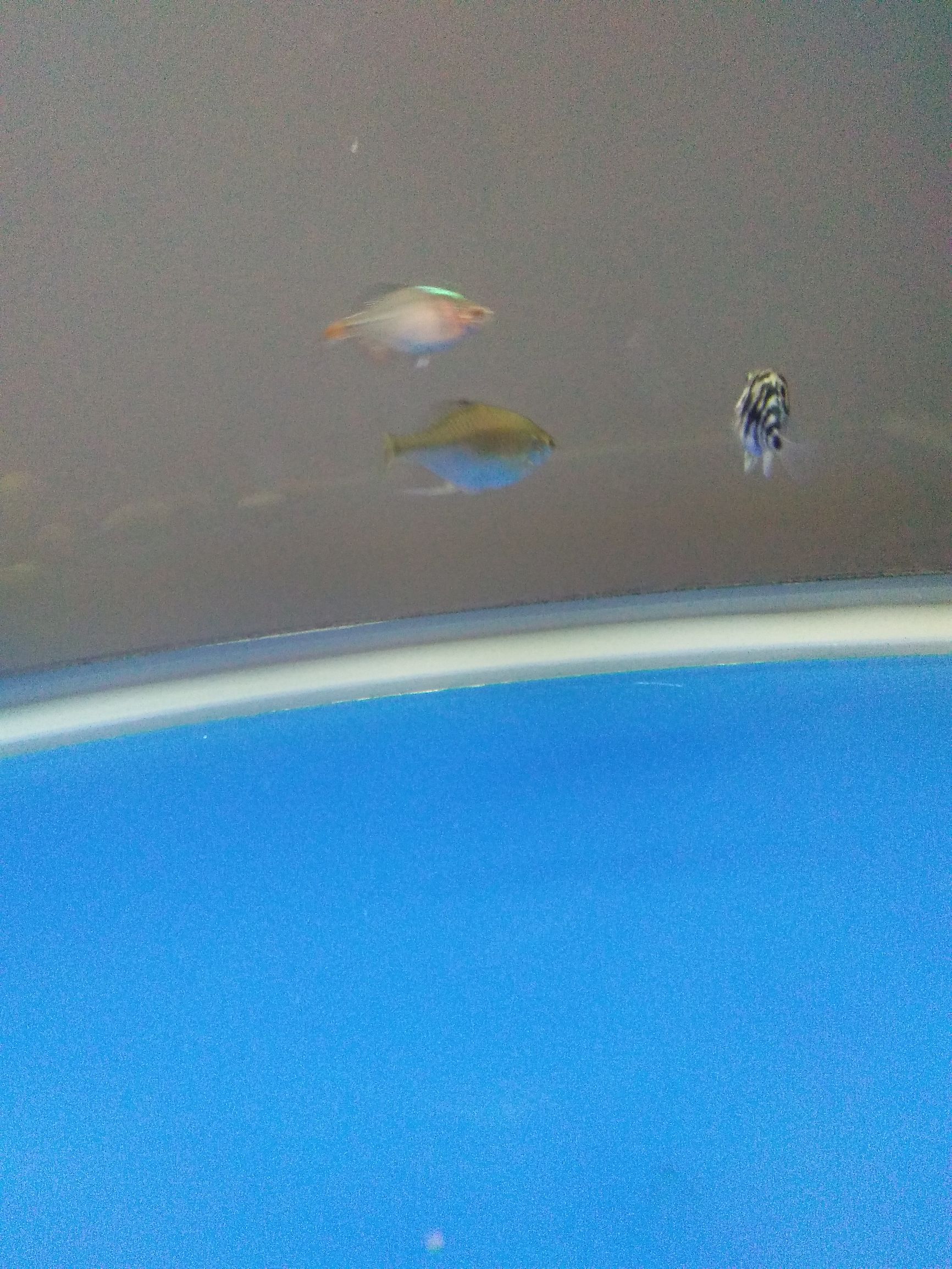 水族市场上的新宠,水族新品种