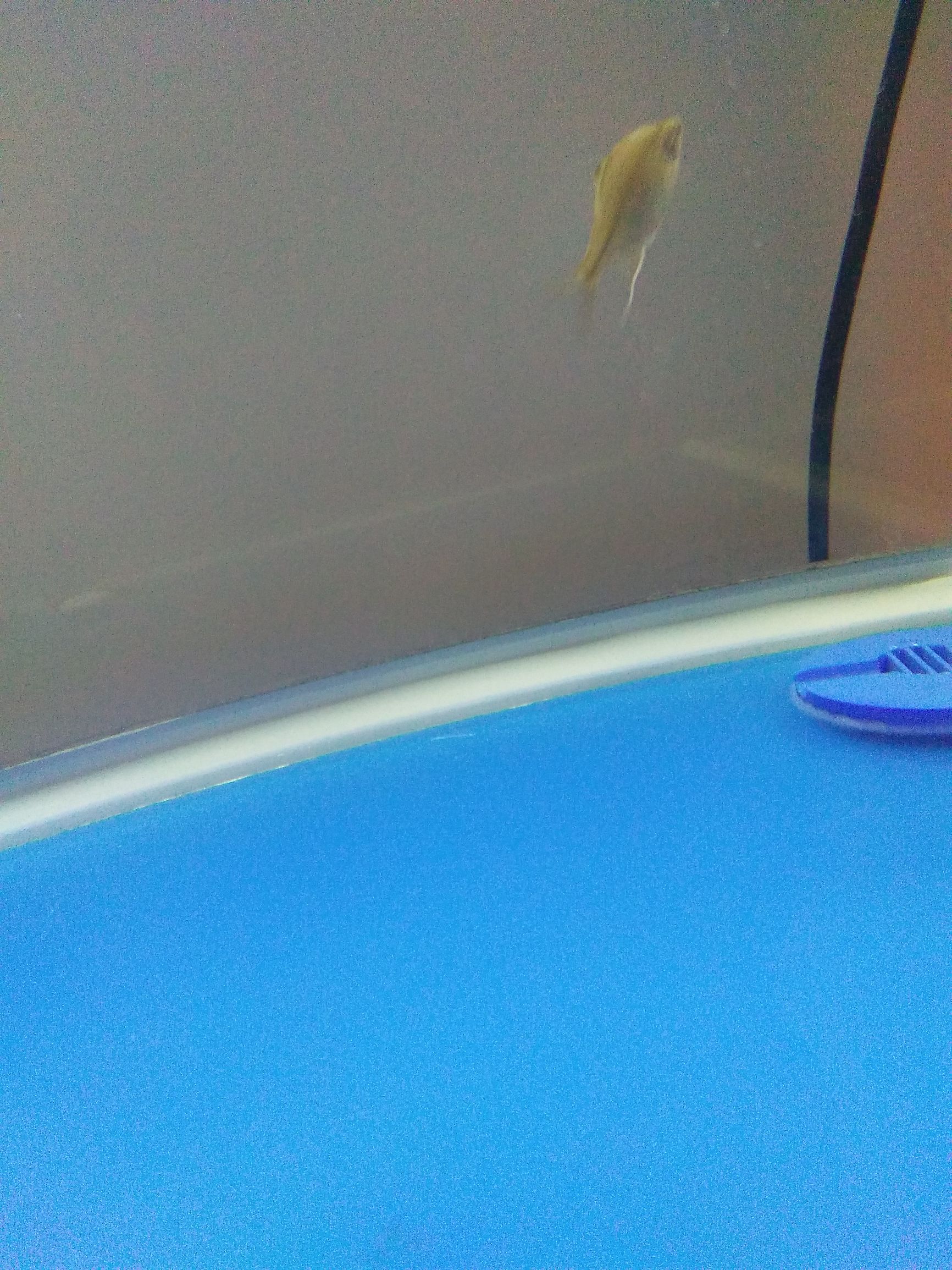 水族市场上的新宠,水族新品种