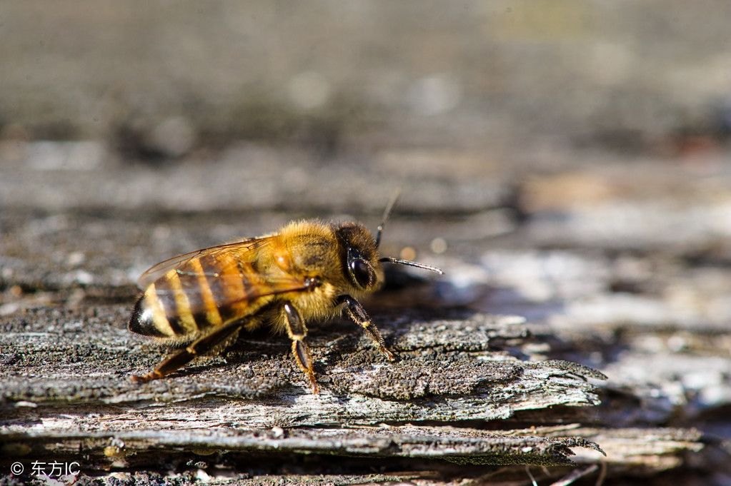 内舒拿能根治经常性过敏性鼻炎吗,过敏性鼻炎导致的哮喘能够根治吗