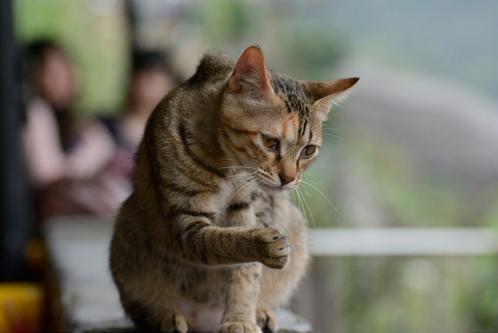 合适猫咪旅游的地方,盘点最美的猫咪风景