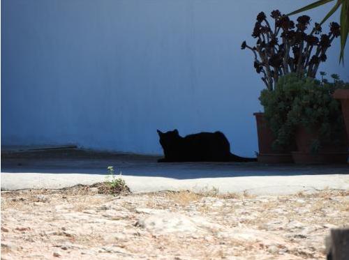合适猫咪旅游的地方,盘点最美的猫咪风景