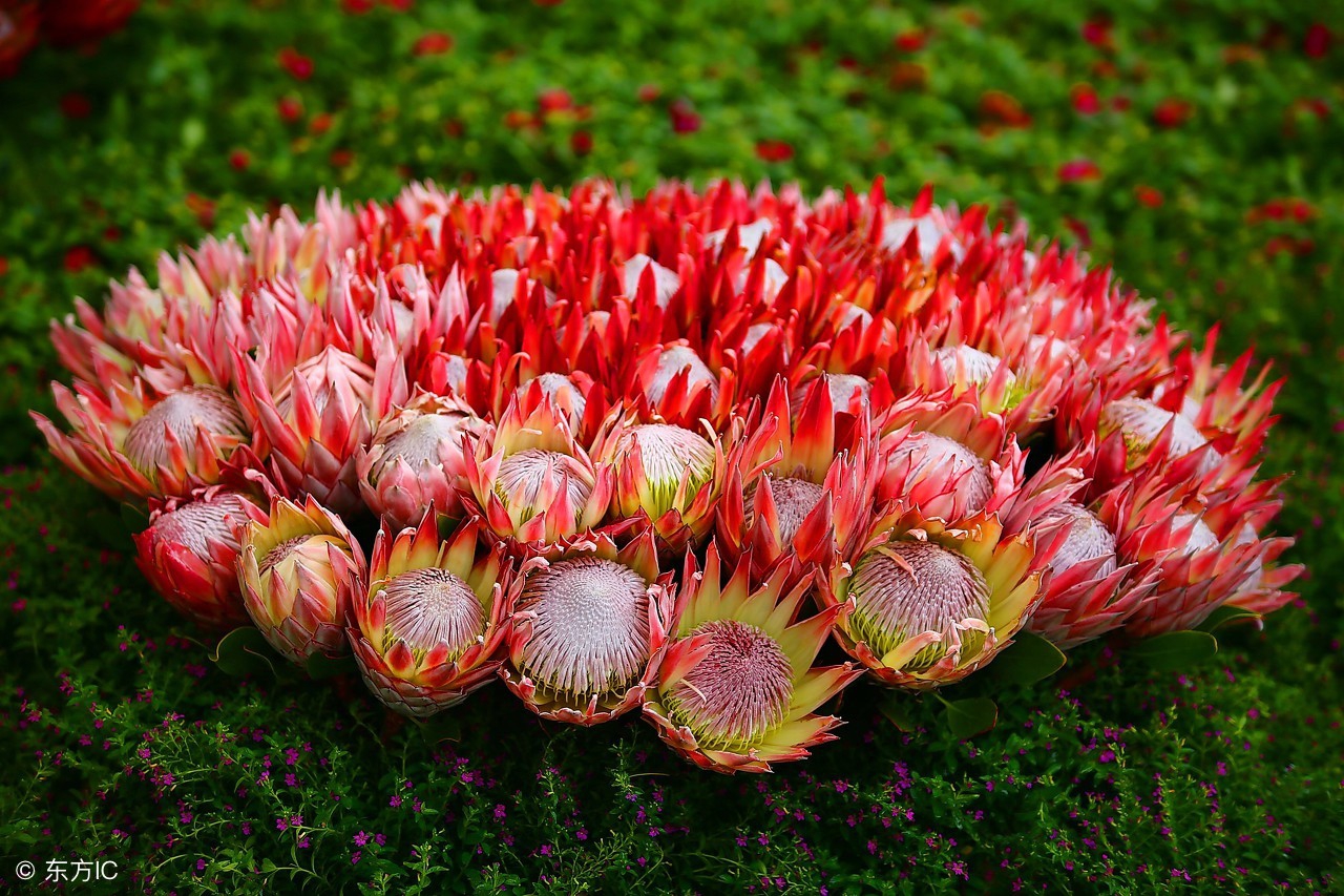 帝王花养殖视频教程,帝王花的养殖方法和花语