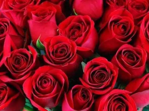 中年一枝花生肖女,中年一枝花的三种生肖女