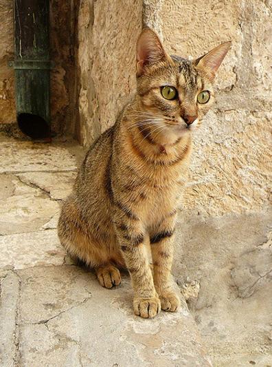 合适猫咪旅游的地方,盘点最美的猫咪风景