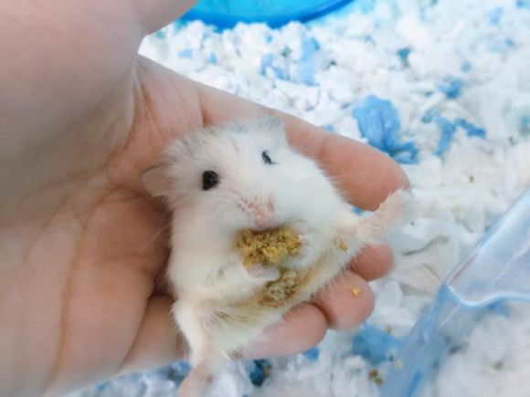 小仓鼠养了3个月后很凶,刚从宠物店带回来的仓鼠