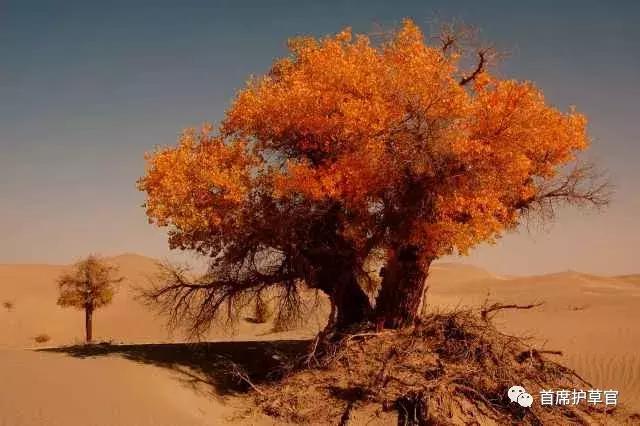 蚂蚁森林未来前景,蚂蚁森林万亿