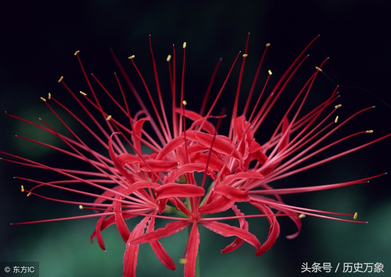 卜算子绚丽的天空 (卜算子尼罗河)