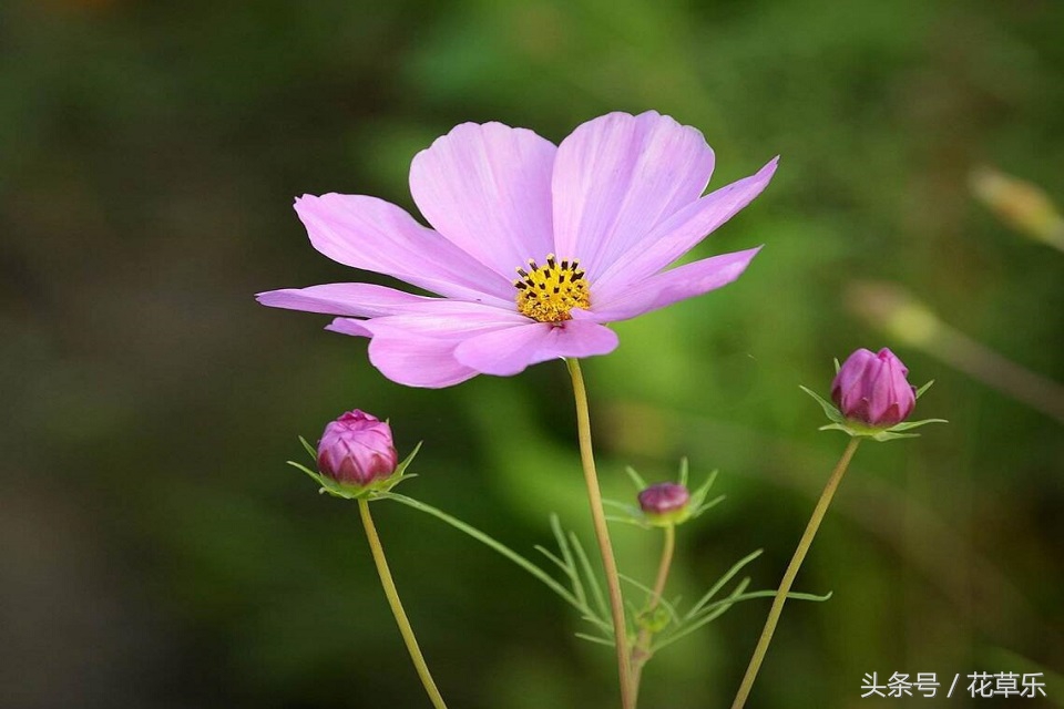 2018十二生肖流年运势详解,2018年十二生肖运势完全版