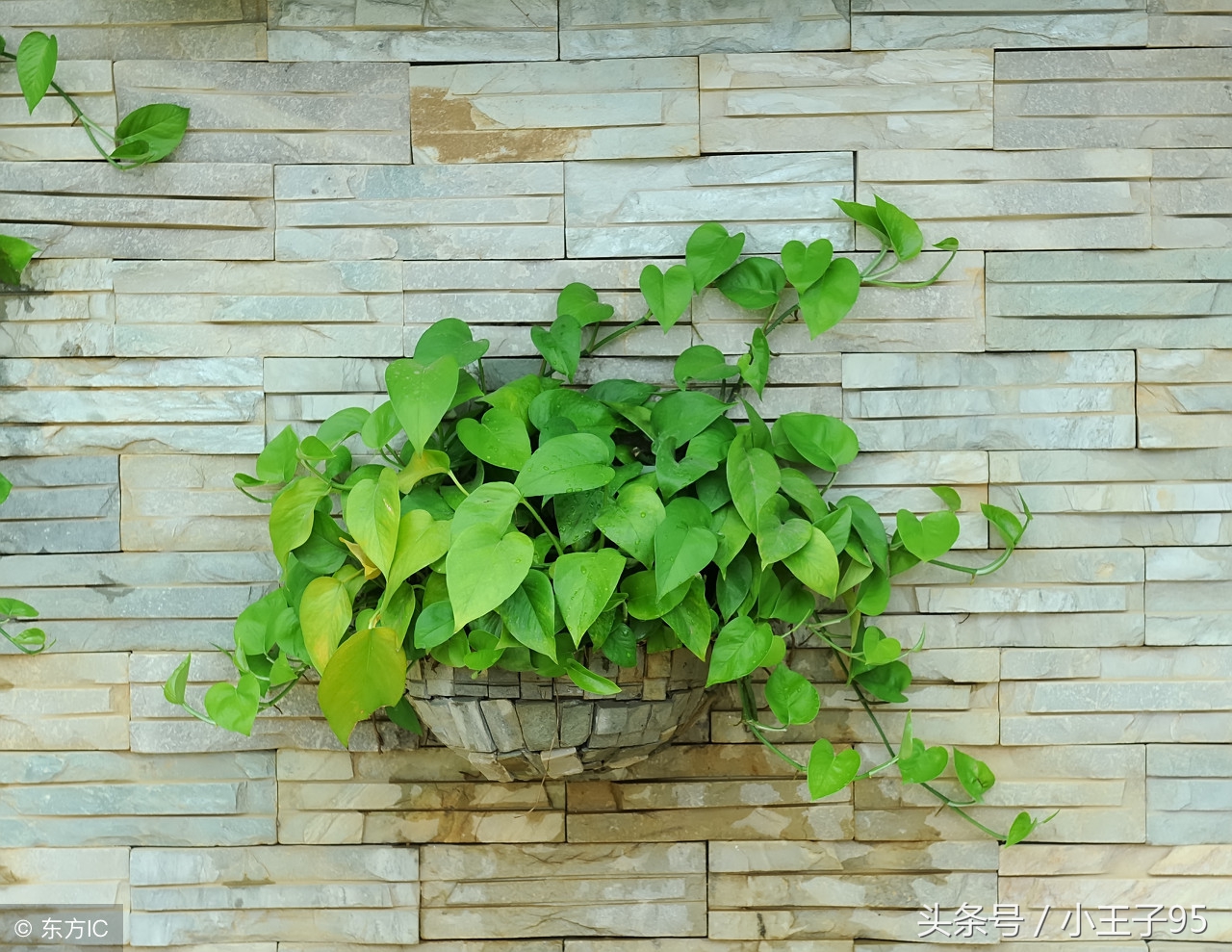 绿萝的养殖方法和注意事项盆栽,刚快递回来的绿萝在冬季怎样养殖