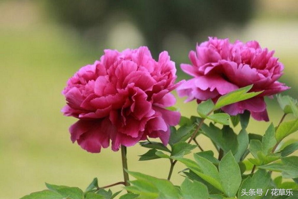 2018十二生肖流年运势详解,2018年十二生肖运势完全版