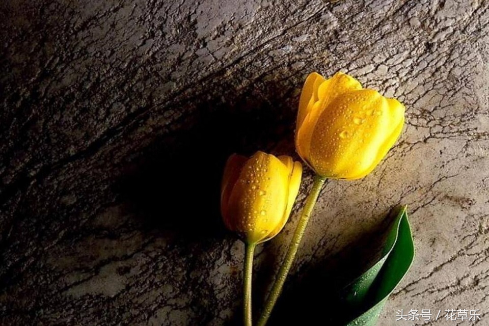 2018十二生肖流年运势详解,2018年十二生肖运势完全版