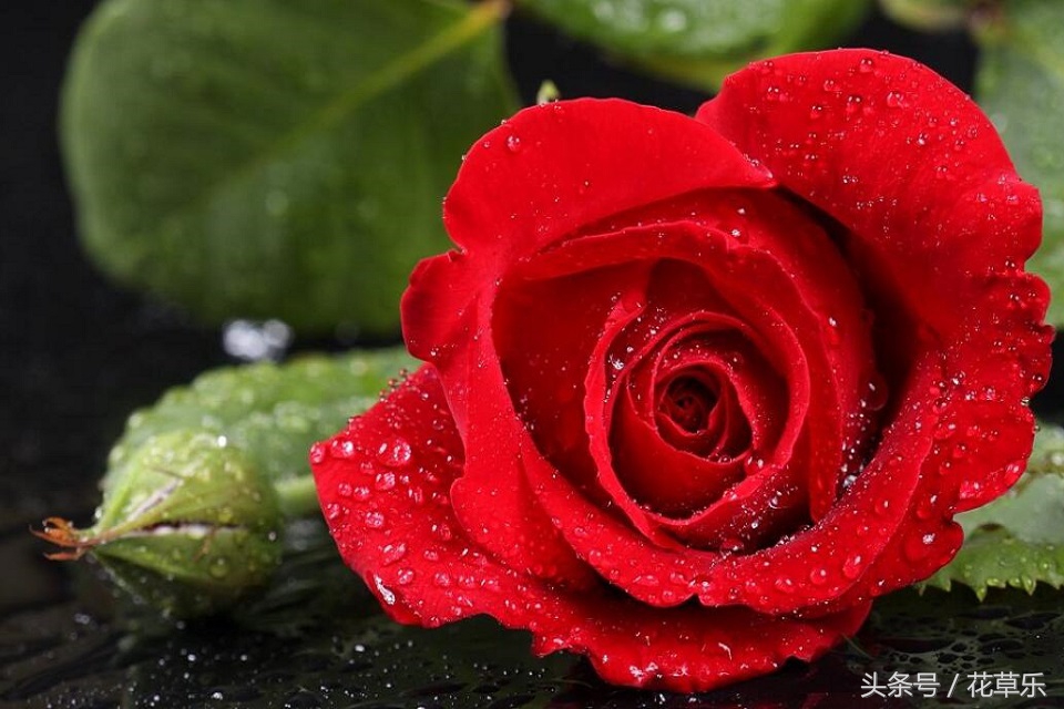 2018十二生肖流年运势详解,2018年十二生肖运势完全版