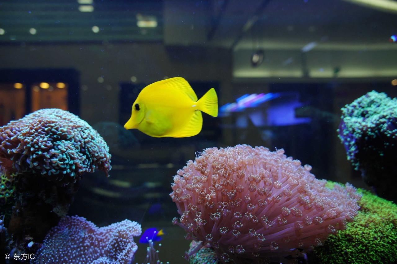 家庭养鱼是单数还是双数,养鱼双数单数有什么说法