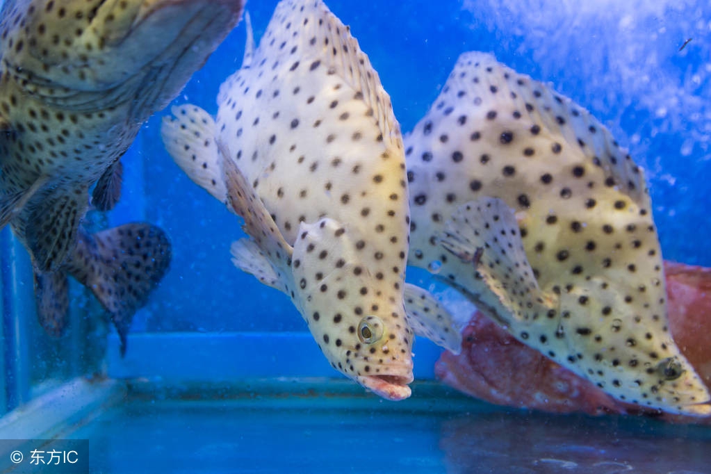 家庭养鱼是单数还是双数,养鱼双数单数有什么说法