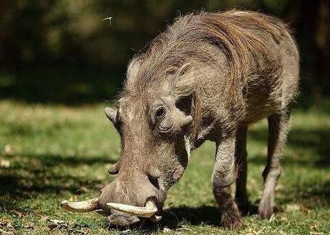 最贵的猪是哪个品种,十大名猪哪个猪种长得最大