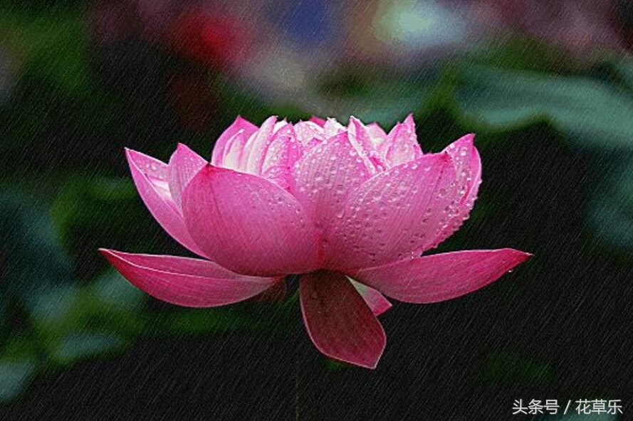 2018十二生肖流年运势详解,2018年十二生肖运势完全版