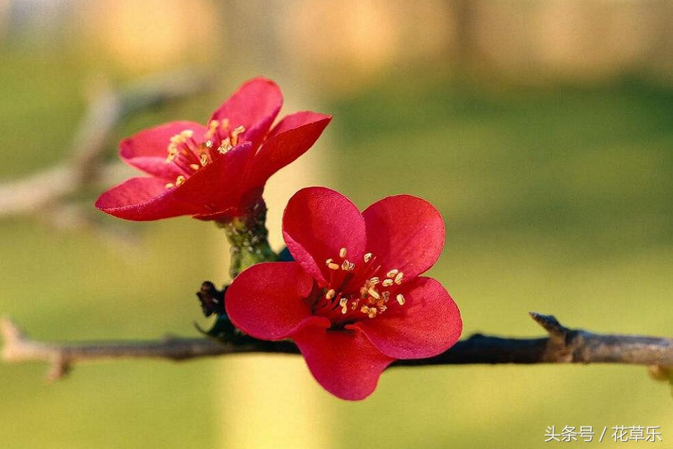 2018十二生肖流年运势详解,2018年十二生肖运势完全版