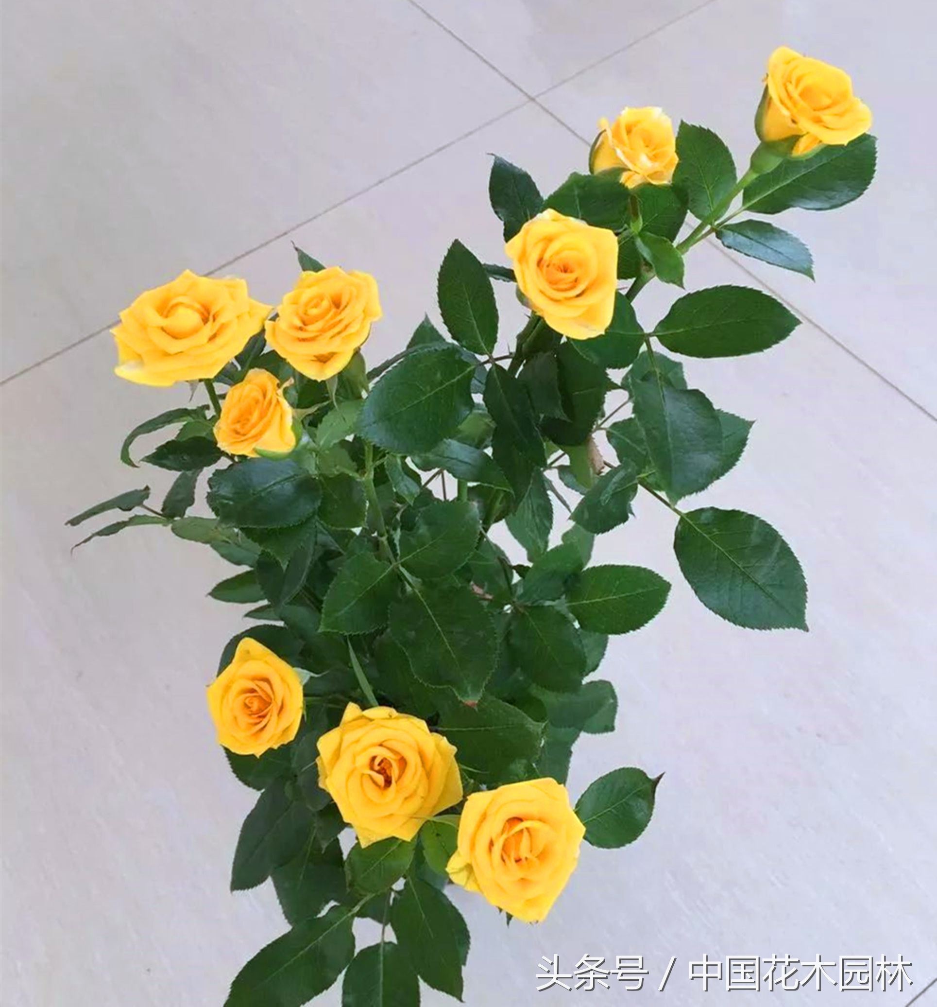 昆明斗南代收花卉新品种使用费为育种商撑起权益保护伞