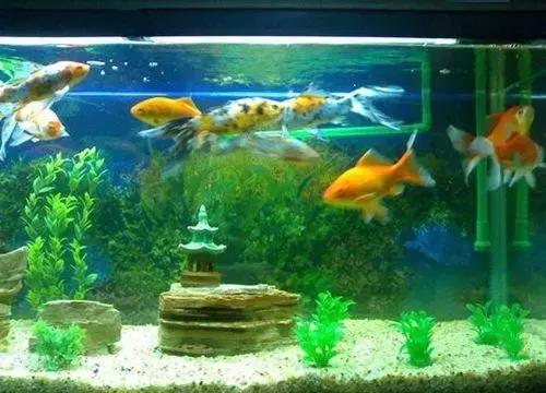 家庭养鱼是单数还是双数,养鱼双数单数有什么说法