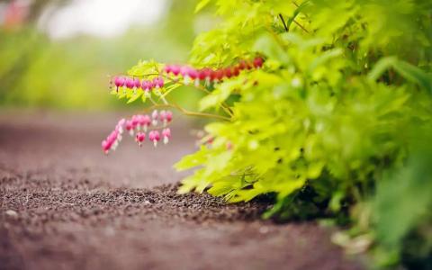 高考必背诗词重点句子,高考必考的诗句有哪些