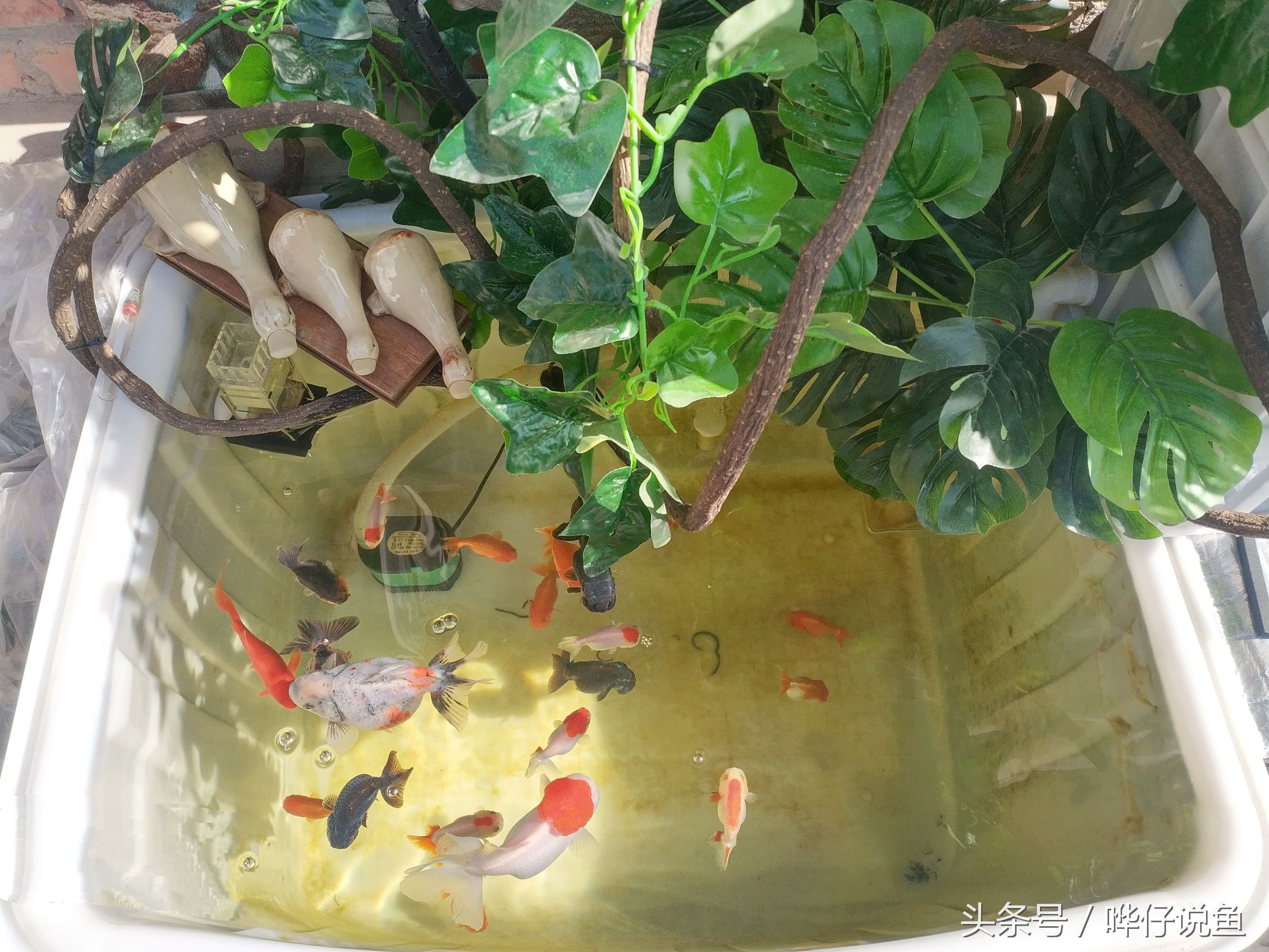 新年养什么观赏鱼好,过年必养的三大小型观赏鱼