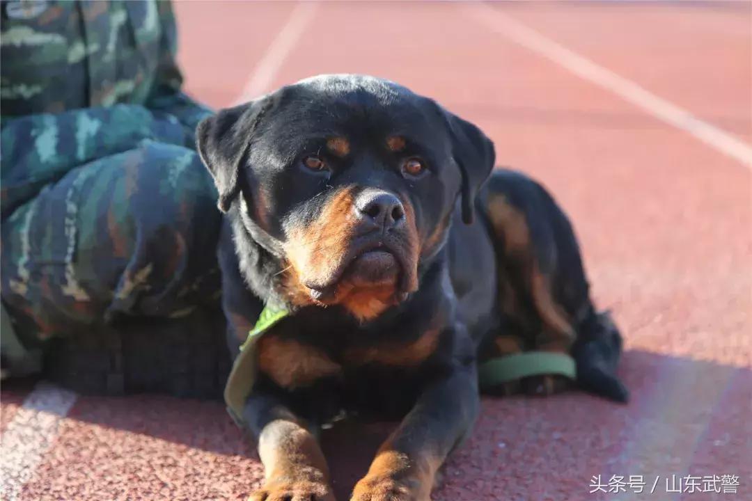 军犬来了|在两代训犬员爱的传承下，“萌犬”虎子变“猛犬”