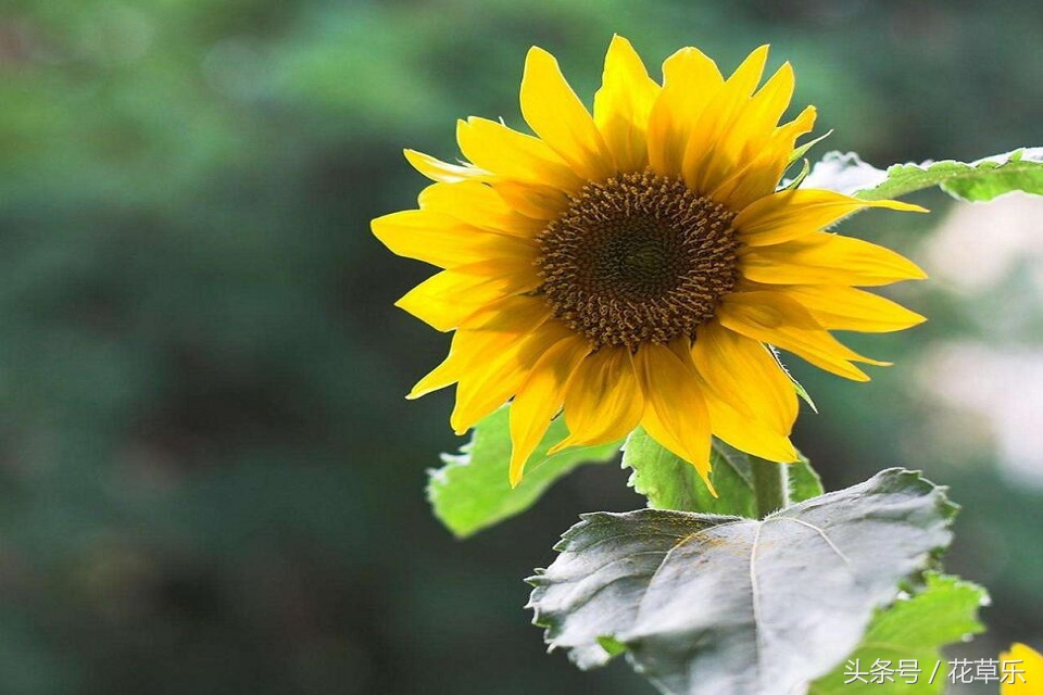 2018十二生肖流年运势详解,2018年十二生肖运势完全版