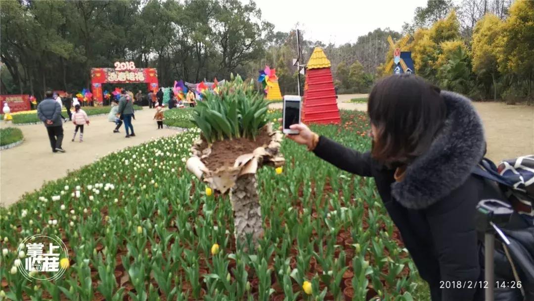 2020桂林訾洲公园郁金香盛开,桂林訾洲公园郁金香花期