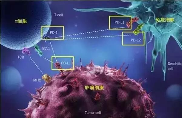 pd1同步放疗副功能,香港pdl1去哪买