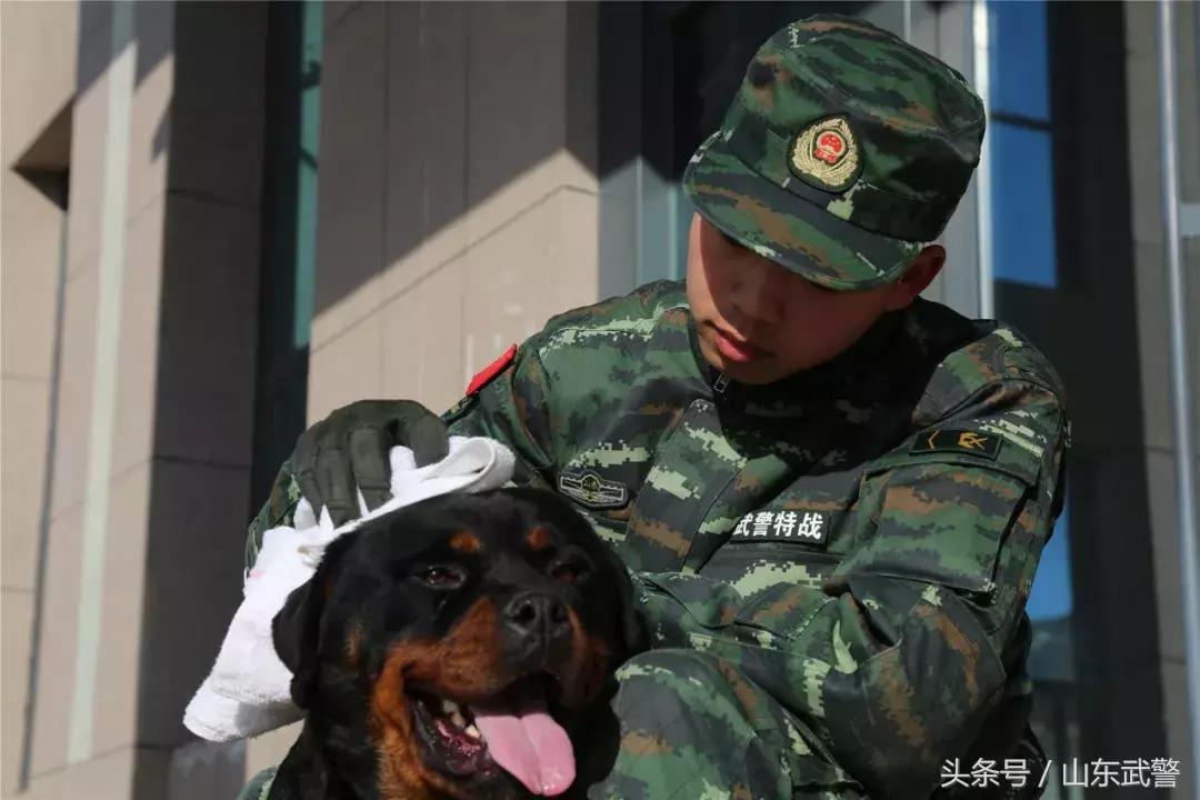 军犬来了|在两代训犬员爱的传承下，“萌犬”虎子变“猛犬”