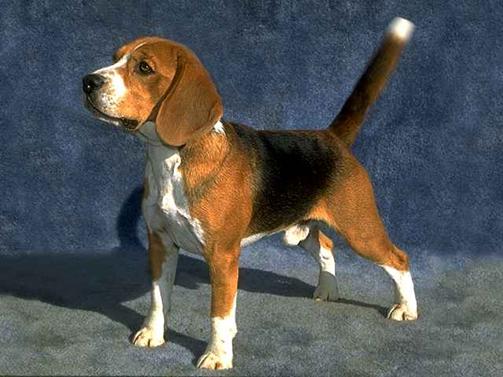 了解狗狗的十大冷知识,狗年狗狗的运势怎么样