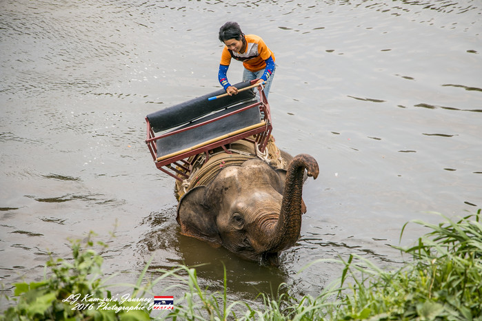 泰国清迈县旅行者,清迈佛寺之城等你采撷的泰北玫瑰