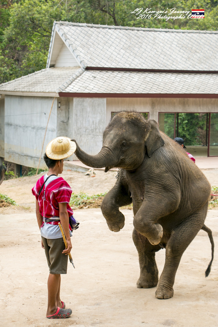 泰国清迈县旅行者,清迈佛寺之城等你采撷的泰北玫瑰