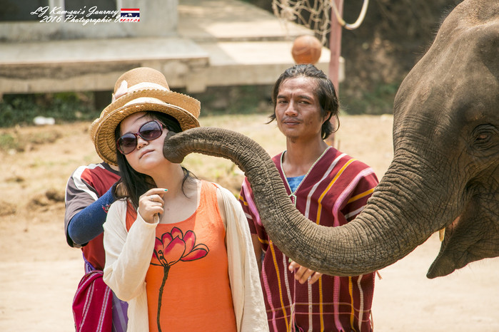 泰国清迈县旅行者,清迈佛寺之城等你采撷的泰北玫瑰